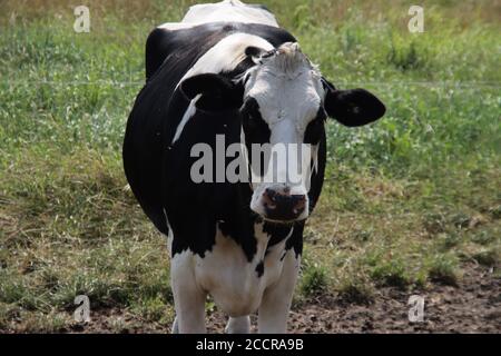 Mucche bianche e nere in un pascolo dell'Holstein Razza friesiana nei Paesi Bassi durante l'estate Foto Stock