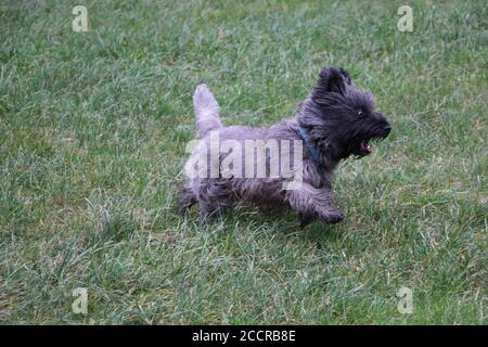 Foto ad alto angolo di un simpatico cane Cairn Terrier che corre in erba Foto Stock