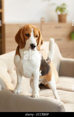 Ritratto verticale dai toni caldi del simpatico cane beagle in piedi divano in un accogliente interno di casa illuminato dalla luce del sole Foto Stock