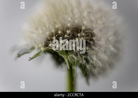 Il fioretto del fiore comune del dente di leone Foto Stock