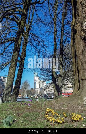 Primo crocus fiorire accanto alla piscina del Centro Civico in Armada Nel centro di Plymouth Foto Stock