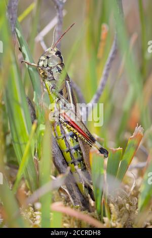 Macro Side Profile Tiro di un raro grande palude Grasshopper, Stethophyma Grossum, che si tiene su un gambo di erba. REGNO UNITO Foto Stock