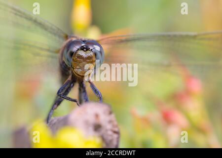 Macro Head Shot di un Dragonfly Skimmer con Keeled maschio, Orthetrum coerulescens, seduto su Bog Myrtle. REGNO UNITO Foto Stock