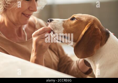 Primo piano di sorridente donna anziana che gioca con il cane e che gli dà dolcetti mentre si siede sul divano in casa accogliente interno, copia spazio Foto Stock