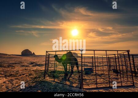 Bellissimo tramonto nel deserto vicino al deserto di al sarar in Arabia Saudita. Immagine sfocata della lente e dello sfondo.