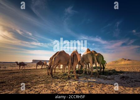 Bella vista del deserto e gruppo di cammelli vicino al deserto di al sarar in Arabia Saudita.sfondo immagine sfocata. Foto Stock