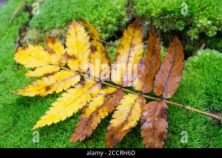 Sorbus aucuparia, rowan, foglia di arancio di cenere di montagna su fuoco macro selettivo muschio Foto Stock