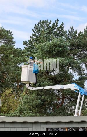 Amey operaio che esegue la gestione della vegetazione per Northern Power Grid su alberi che circondano le linee elettriche, County Durham, UK Foto Stock