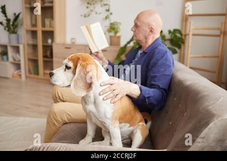 Vista laterale ritratto di uomo anziano che accarezzano cane mentre si gode la lettura in soggiorno a casa accogliente, spazio copia Foto Stock