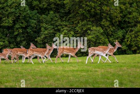 Una mandria di daini in un parco dei cervi inglesi Foto Stock