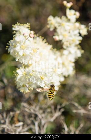 Comune Hoverfly Scout Scar Lake District Foto Stock