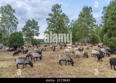 Mandria di Heidschnuucken, la razza tipica delle pecore nella Heather Luneburg a Niedersachsen, Germania Foto Stock