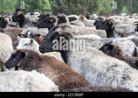 Mandria di Heidschnuucken, la razza tipica delle pecore nella Heather Luneburg a Niedersachsen, Germania Foto Stock