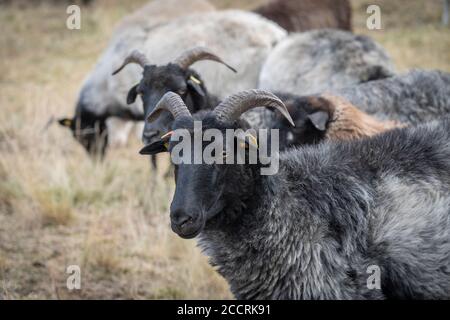 Mandria di Heidschnuucken, la razza tipica delle pecore nella Heather Luneburg a Niedersachsen, Germania Foto Stock