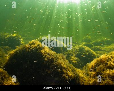 I raggi solari penetrano nell'acqua verde dell'oceano con un sacco di piccoli pesci. Pietre coperte da alghe gialle Foto Stock