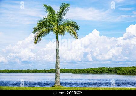 Florida,Matlacha,Isles Shores,Matlacha Pass Aquatic Preserve Mangrove Island,Waterfront,Palm Tree trees,Water,Visitors Travel tour turistico t Foto Stock