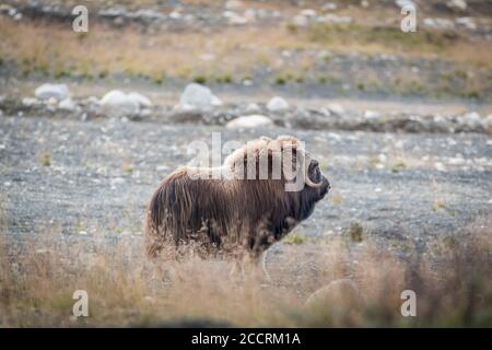 DOMBAAS, NORVEGIA - 2018 AGOSTO 01.The Musk Ox camminare nella montagna a Dovre montagna. Foto Stock