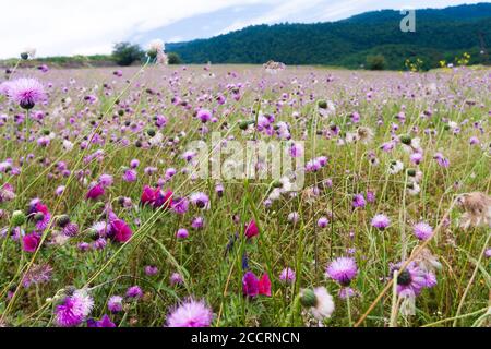 Fiori di Cheirolophus selvaggi in colori malva vs violetto Foto Stock