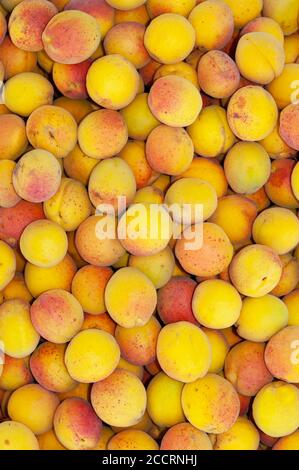 Albicocche mature rosso-gialle appena assemblate. Sfondo full frame Foto Stock