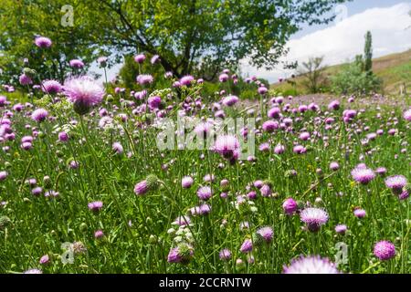 Fiori di Cheirolophus selvaggi in colori malva vs violetto Foto Stock