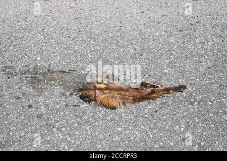 Un animale selvaggio colpito da un'auto su una strada di campagna ad alta velocità. Concetto di protezione degli animali selvatici. Foto Stock
