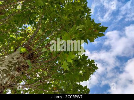 I platani sono alberi del genere Platanus, della famiglia platanaceae. Sono tipici dei climi subtropicali e temperati. In generale, lo sono Foto Stock