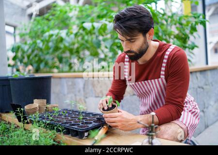 Un giardiniere dell'uomo che lavora in serra, piantando. Foto Stock