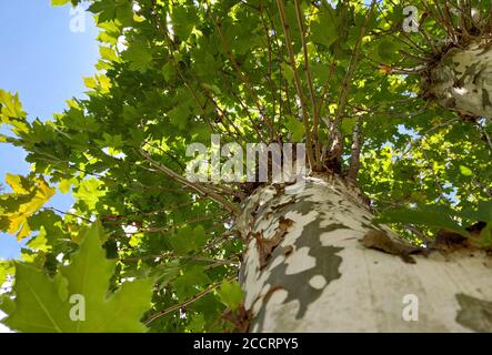 I platani sono alberi del genere Platanus, della famiglia platanaceae. Sono tipici dei climi subtropicali e temperati. In generale, lo sono Foto Stock