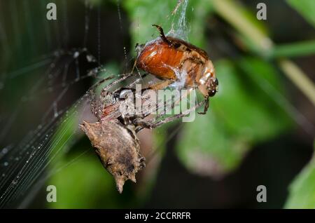 Orbweaver stellare, Acanthepeira sp., che avvolge e cattura scarabeo, Famiglia Scarabaeidae, preda Foto Stock