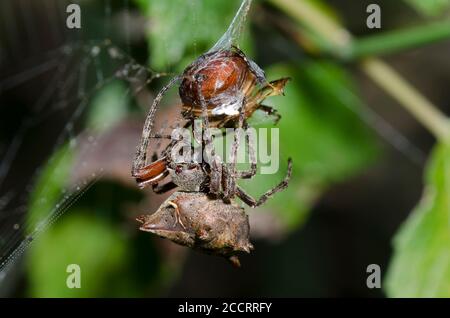 Orbweaver stellare, Acanthepeira sp., che avvolge e cattura scarabeo, Famiglia Scarabaeidae, preda Foto Stock