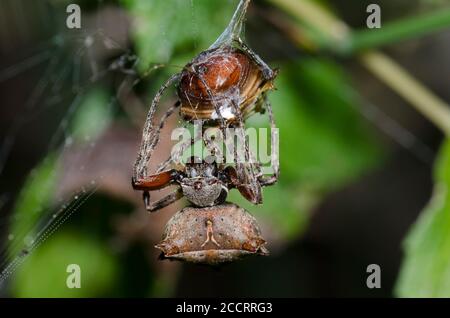 Orbweaver stellare, Acanthepeira sp., che avvolge e cattura scarabeo, Famiglia Scarabaeidae, preda Foto Stock