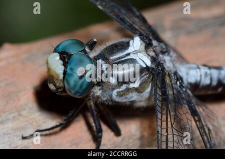 Grande Blue Skimmer, Libellula vibra, maschio Foto Stock