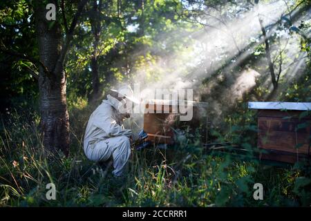 Ritratto dell'apicoltore dell'uomo che lavora in apiario, usando il fumatore dell'ape. Foto Stock