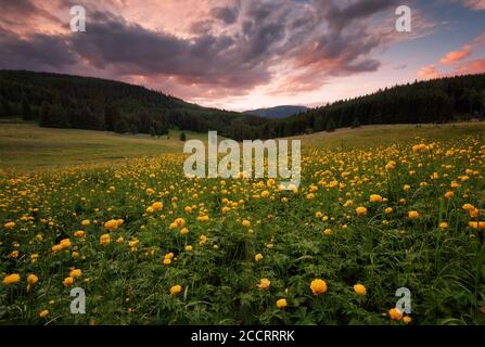 Campi di fiori di peonie gialle in Bulgaria. Nuvole scure, colori contrastanti. Magnifico tramonto, paesaggio estivo. Foto Stock