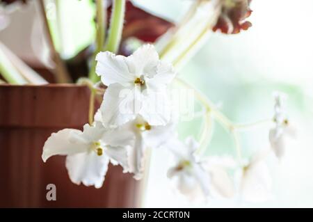 fiore viola bianco brillante in una pentola Foto Stock