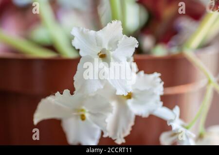 fiore viola bianco brillante in una pentola Foto Stock