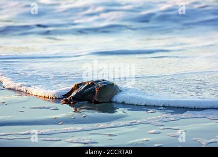 Le onde oceaniche si lavano su un granchio a ferro di cavallo su una spiaggia dell'Isola di Palms, SC, all'alba. Foto Stock