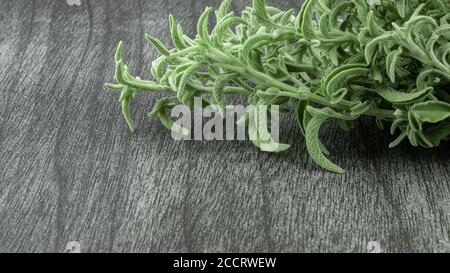 Mazzo di salvia fresco su tavolo di legno scuro. Erba salvia verde per il tè. Salvia rami e foglie su sfondo grigio. Salvia officinalis. Copia spazio per tex Foto Stock