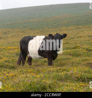 Arco galloway con cintura Foto Stock