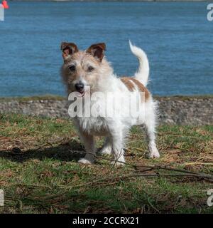 Jack Russell Terrier dog Foto Stock