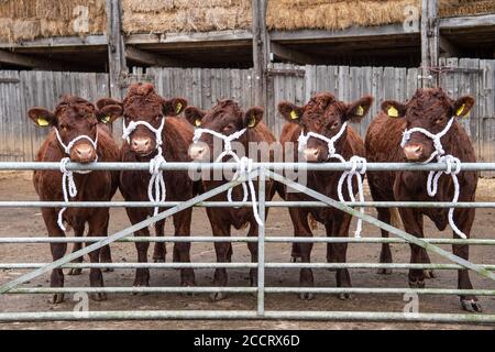 Rosso rubino Nord Devon mucche Foto Stock