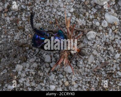 Southern Wood Ant, Formica rufa, trascinando parte di Dor Beetle per nidificare sulla brughiera, Dorset. Foto Stock