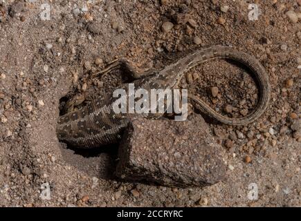 Lizard di sabbia femminile, Lacerta agilis, in burrone di ovulo su brughiera; Purbeck, Dorset. Foto Stock