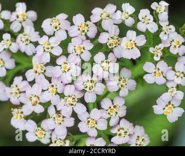Primo piano di Yarrow o Millfoil Achillea millefolio fiori Regno Unito Foto Stock