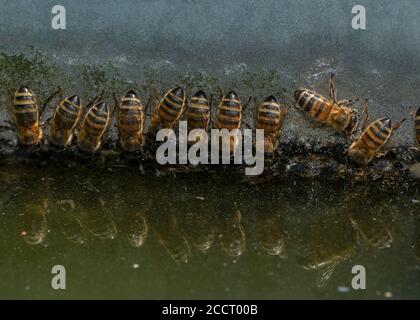 Miele-api operaio, Apis mellifera, bevendo su superficie verticale a valle dell'acqua. Hampshire. Foto Stock