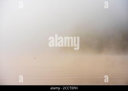 Solitario loon mattina nebbia sul lago Foto Stock