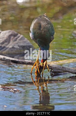 Gallinule viola americano (Porphyrio martinica) piumaggio non-riproduttore in piedi su ramo caduto in alimentazione di palude sulla penisola di Zepata tuba, Cuba Foto Stock