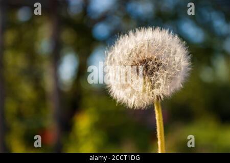 Morbido fuoco di fiore di dente di leone con verde bokeh dentro lo sfondo Foto Stock
