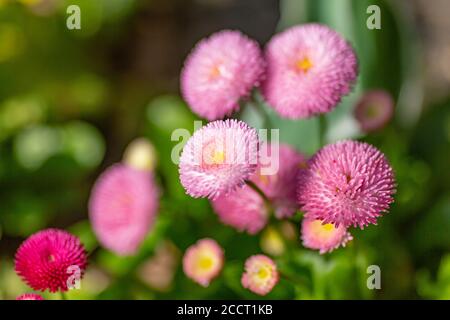 Graziosi fiori di bellis rosa, con una profondità di campo poco profonda Foto Stock