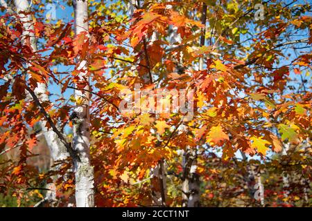 Foglie d'autunno arancio e d'acero rosso e tronchi bianchi di betulla a Mont Tremblant, Canada Foto Stock